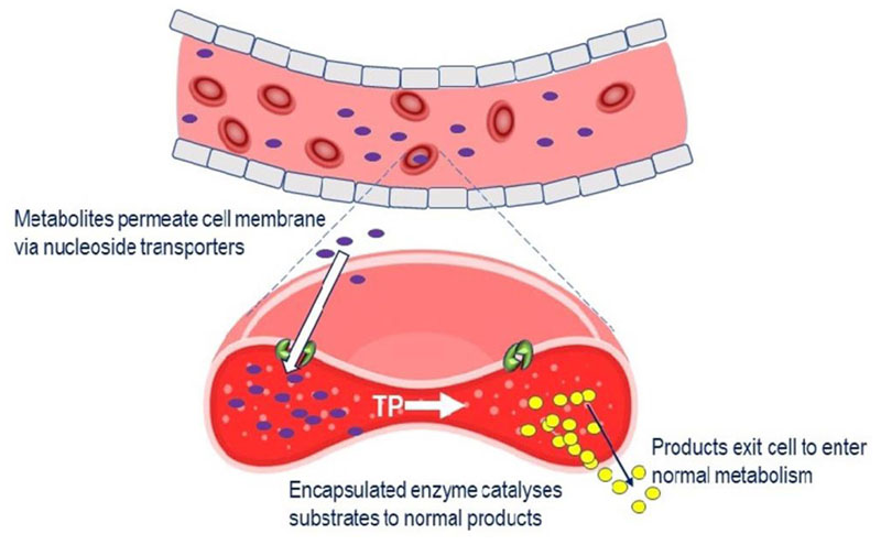 Mitochondrial neurogastrointestinal encephalomyopathy: approaches to diagnosis and treatment.