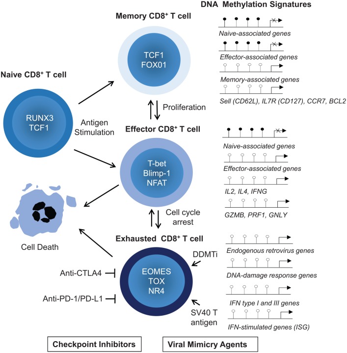 Checkpoint inhibitor blockade and epigenetic reprogrammability in CD8<sup>+</sup> T-cell activation and exhaustion.