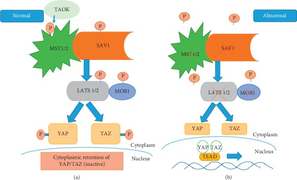 The Prospect of Identifying Resistance Mechanisms for Castrate-Resistant Prostate Cancer Using Circulating Tumor Cells: Is Epithelial-to-Mesenchymal Transition a Key Player?