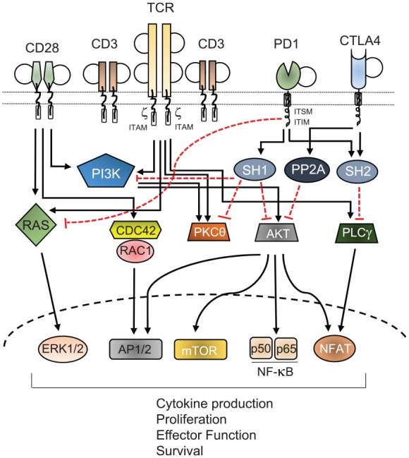 Checkpoint inhibitor blockade and epigenetic reprogrammability in CD8<sup>+</sup> T-cell activation and exhaustion.