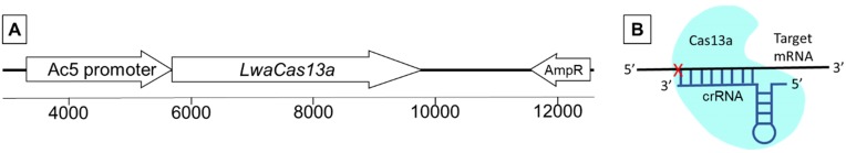 Programmable CRISPR interference for gene silencing using Cas13a in mosquitoes.