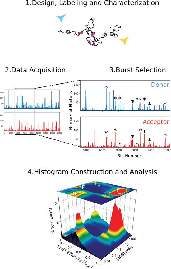 Ratiometric Single-Molecule FRET Measurements to Probe Conformational Subpopulations of Intrinsically Disordered Proteins.