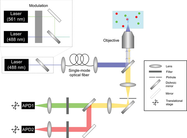 Ratiometric Single-Molecule FRET Measurements to Probe Conformational Subpopulations of Intrinsically Disordered Proteins.