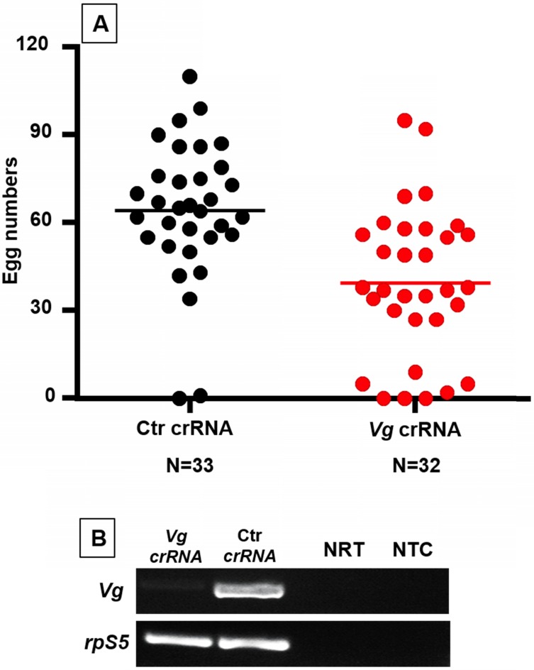 Programmable CRISPR interference for gene silencing using Cas13a in mosquitoes.