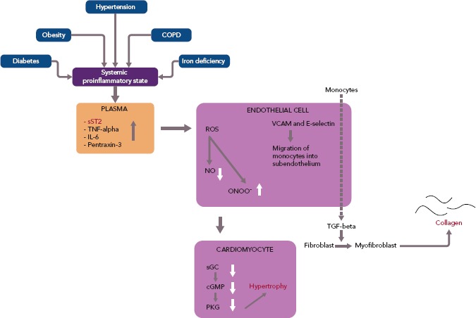 Suppression of Tumourigenicity 2 in Heart Failure With Preserved Ejection Fraction.