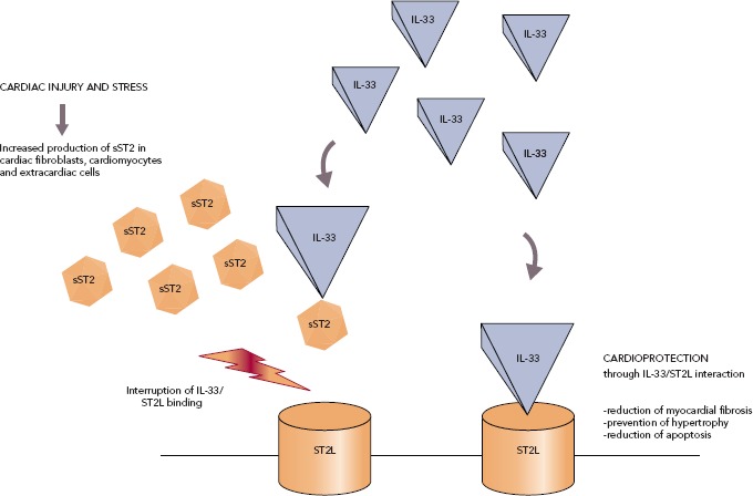 Suppression of Tumourigenicity 2 in Heart Failure With Preserved Ejection Fraction.