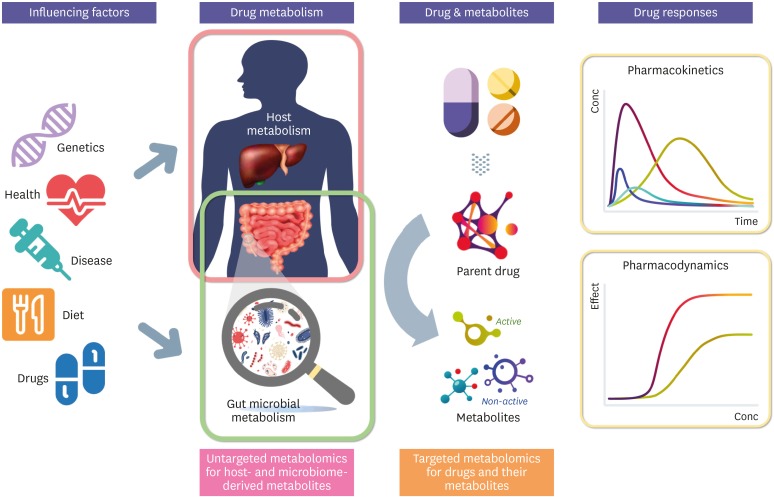 Complex influences of gut microbiome metabolism on various drug responses.