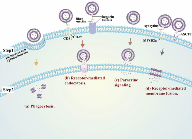 Clinical applications of exosome membrane proteins.