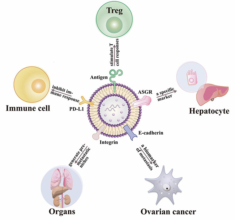 Clinical applications of exosome membrane proteins.