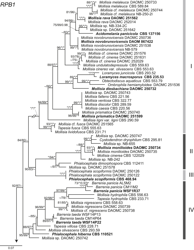 Mollisiaceae: An overlooked lineage of diverse endophytes