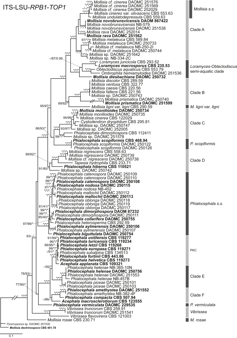 Mollisiaceae: An overlooked lineage of diverse endophytes