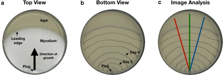 Enabling community-based metrology for wood-degrading fungi.