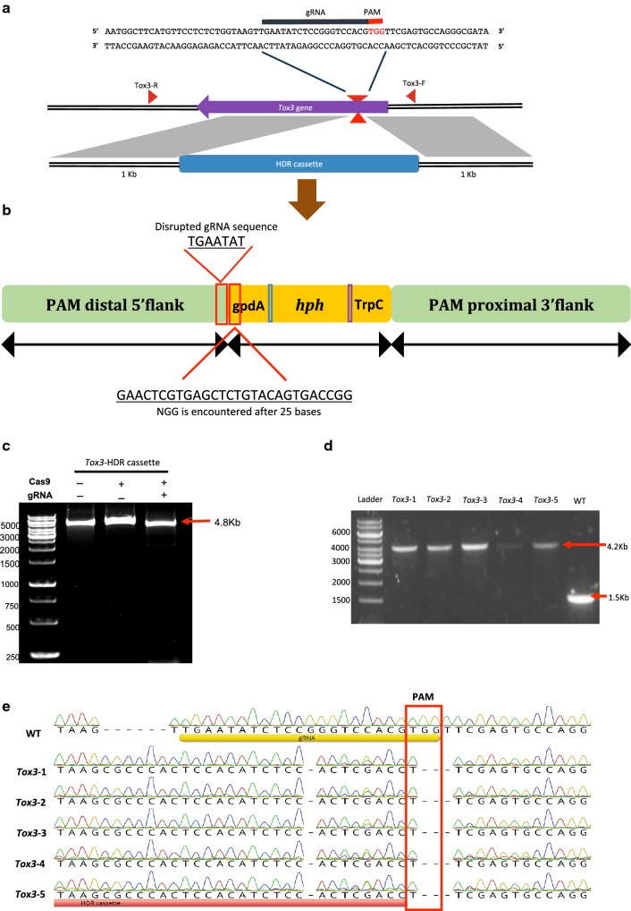 Assessing the efficacy of CRISPR/Cas9 genome editing in the wheat pathogen <i>Parastagonspora nodorum</i>.