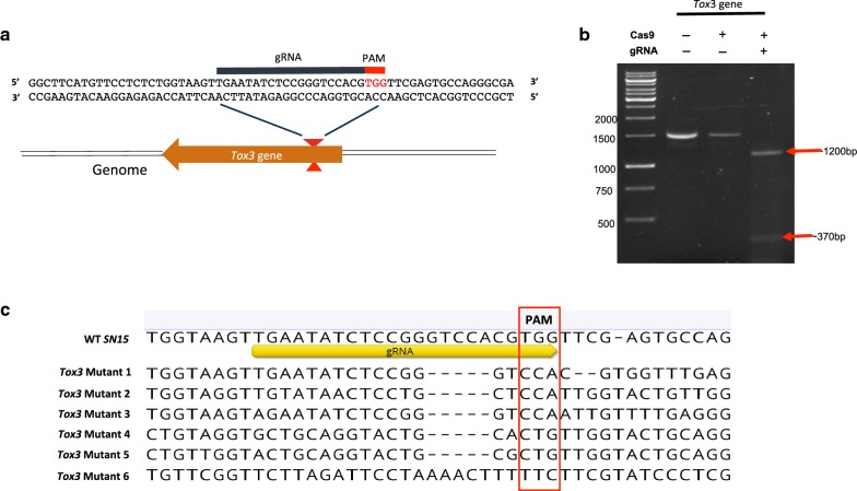 Assessing the efficacy of CRISPR/Cas9 genome editing in the wheat pathogen <i>Parastagonspora nodorum</i>.