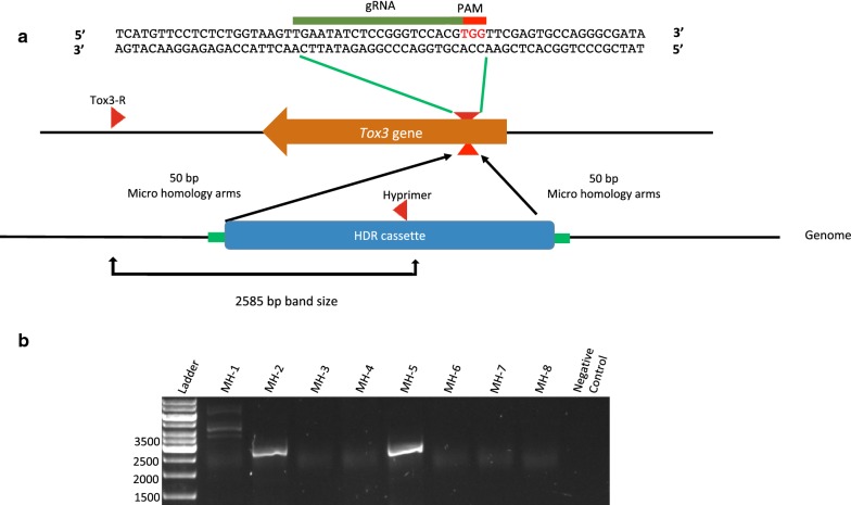 Assessing the efficacy of CRISPR/Cas9 genome editing in the wheat pathogen <i>Parastagonspora nodorum</i>.