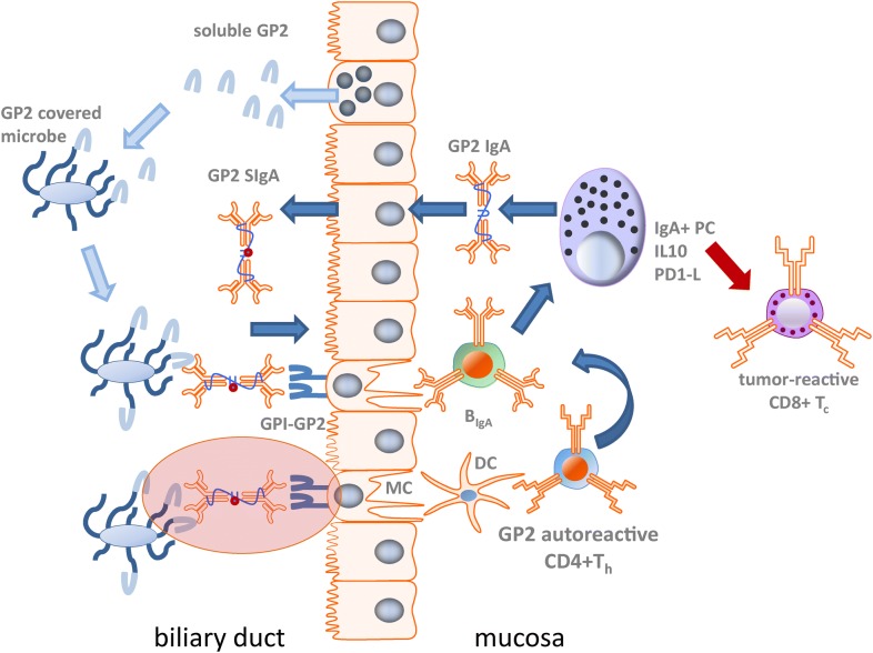 The search for the Holy Grail: autoantigenic targets in primary sclerosing cholangitis associated with disease phenotype and neoplasia.