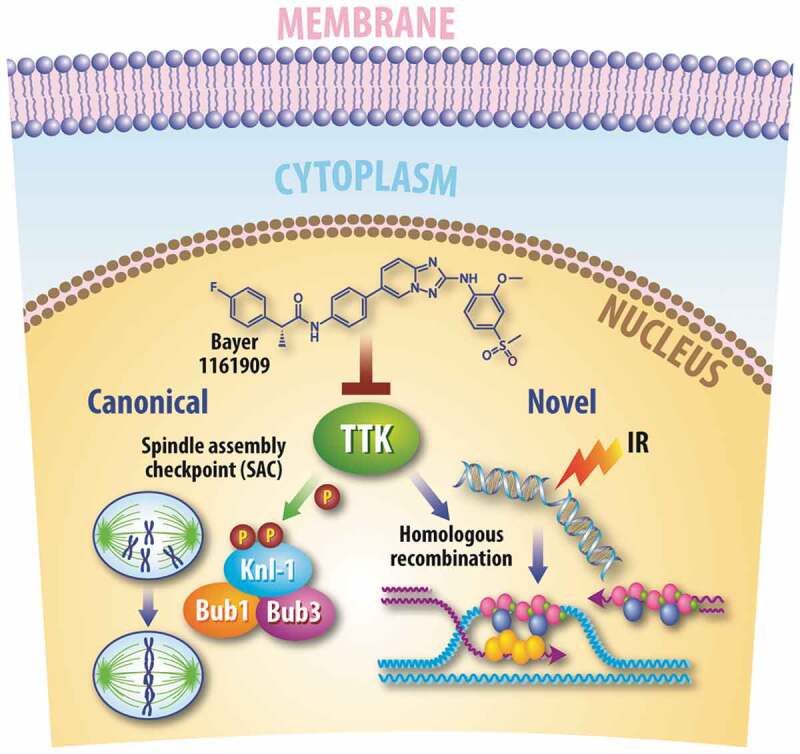 A novel role for TTK in homologous recombination: implications for breast cancer radiosensitivity.