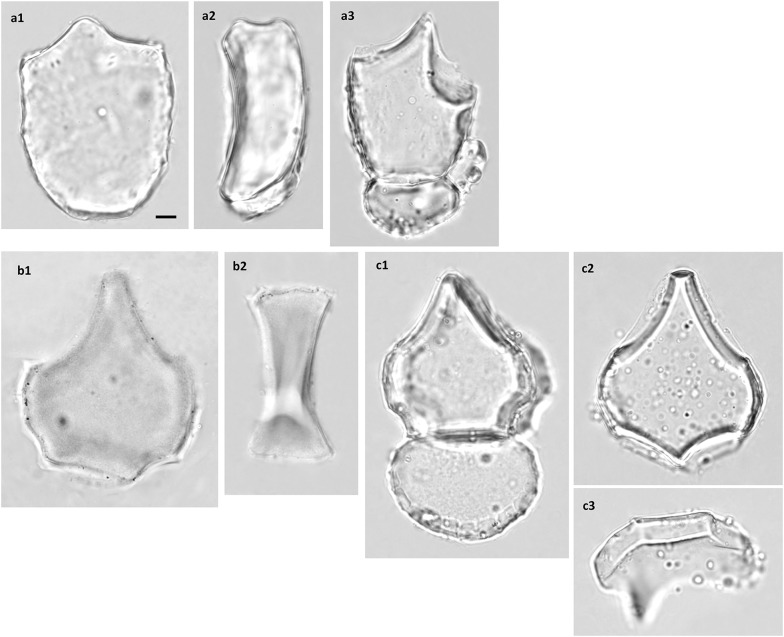 Silicified bulliform cells of Poaceae: morphological characteristics that distinguish subfamilies.