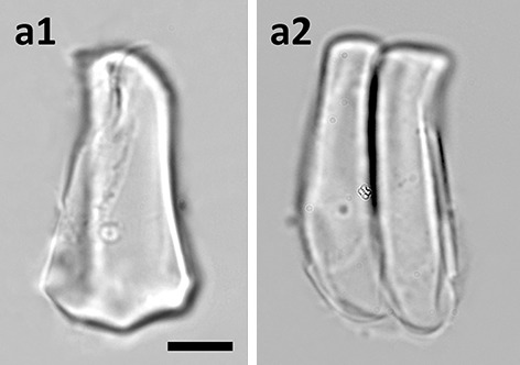 Silicified bulliform cells of Poaceae: morphological characteristics that distinguish subfamilies.