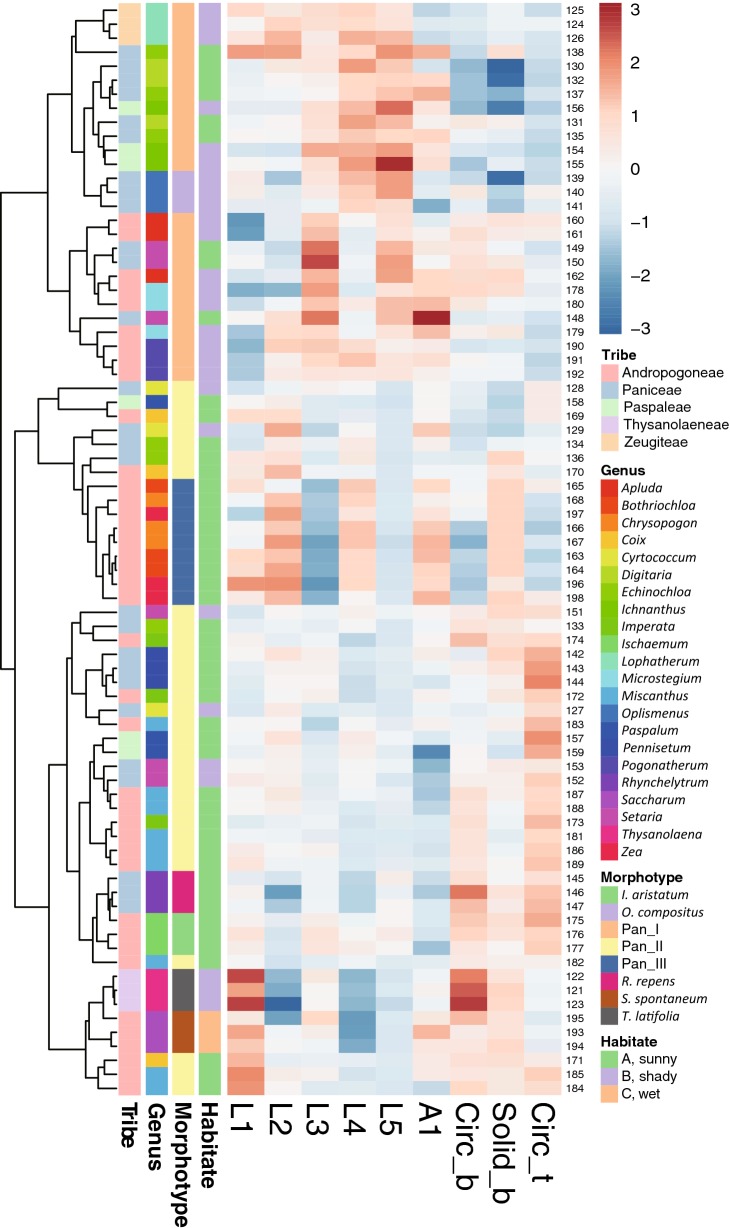 Silicified bulliform cells of Poaceae: morphological characteristics that distinguish subfamilies.