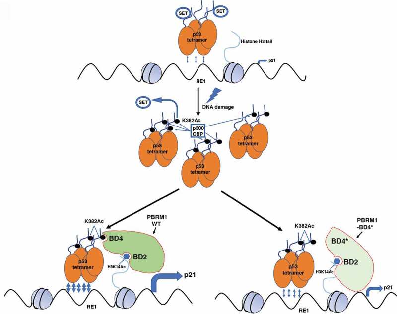 PBRM1 suppresses tumor growth as a novel p53 acetylation reader.