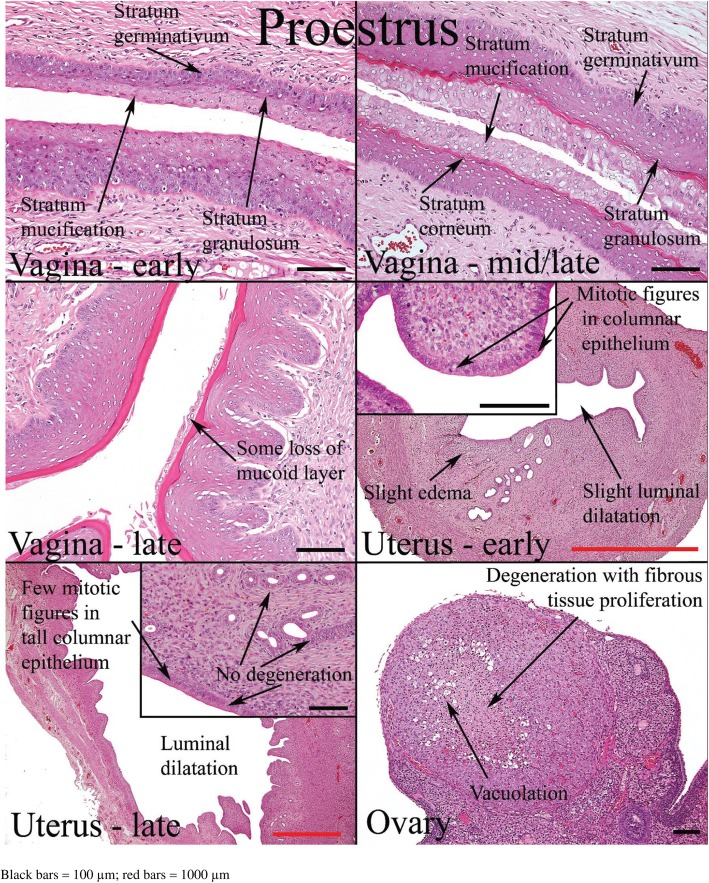 Staging of the estrous cycle and induction of estrus in experimental rodents: an update.