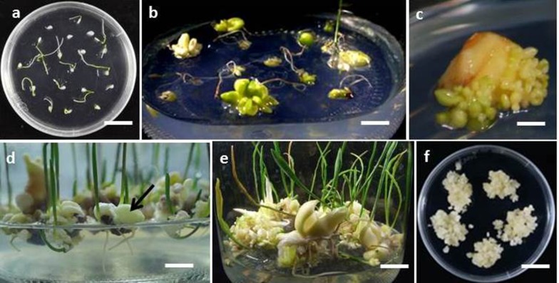 In vitro propagation of bulblets and LC-MS/MS analysis of isosteroidal alkaloids in tissue culture derived materials of Chinese medicinal herb Fritillaria cirrhosa D. Don.