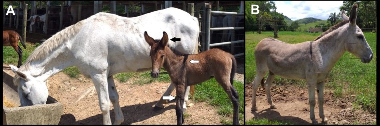 Evaluation of acquired passive immunity in mule foals up to 60 days of age.