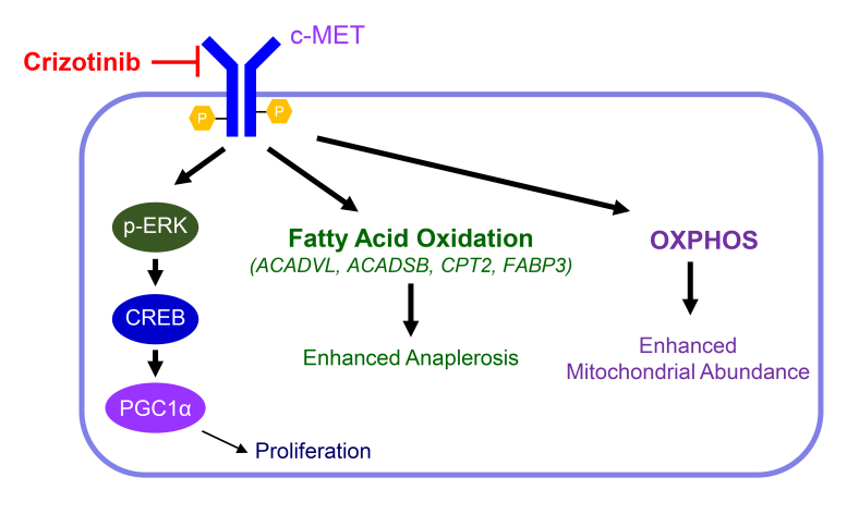 Metabolic Reprogramming by c-MET Inhibition as a Targetable Vulnerability in Glioblastoma.