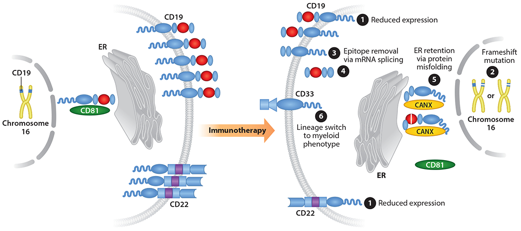 Immune-Based Approaches for the Treatment of Pediatric Malignancies.