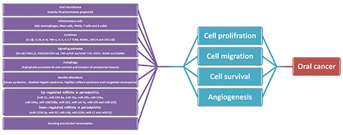 Periodontitis and oral cancer - current concepts of the etiopathogenesis.