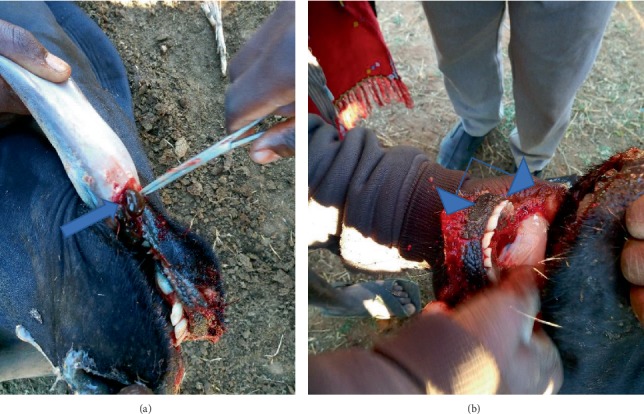 Hirudiniasis in Cattle in Mpwapwa District, Dodoma Region of Tanzania.