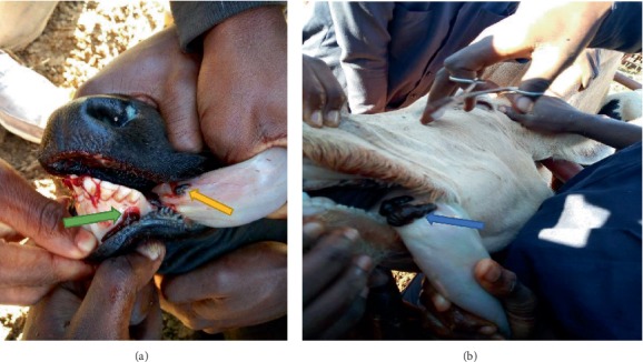 Hirudiniasis in Cattle in Mpwapwa District, Dodoma Region of Tanzania.