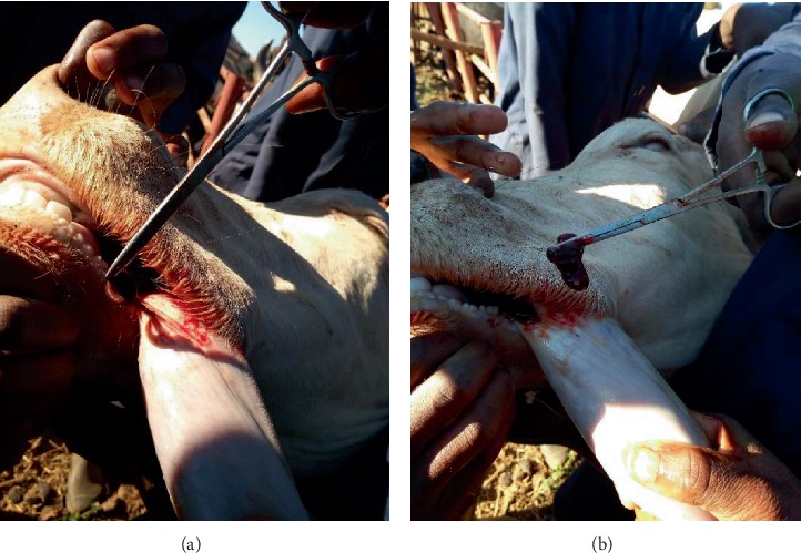 Hirudiniasis in Cattle in Mpwapwa District, Dodoma Region of Tanzania.