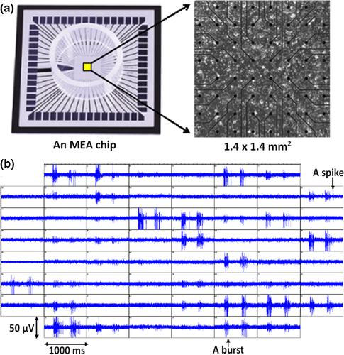 Do chick and rodent neuron biosensors function similarly?