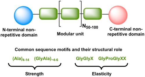 Towards engineering and production of artificial spider silk using tools of synthetic biology