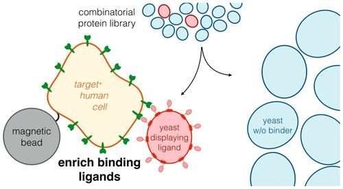 Magnetic Bead-Immobilized Mammalian Cells Are Effective Targets to Enrich Ligand-Displaying Yeast