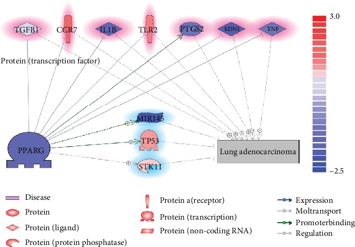 PPARG Drives Molecular Networks as an Inhibitor for the Pathologic Development and Progression of Lung Adenocarcinoma.