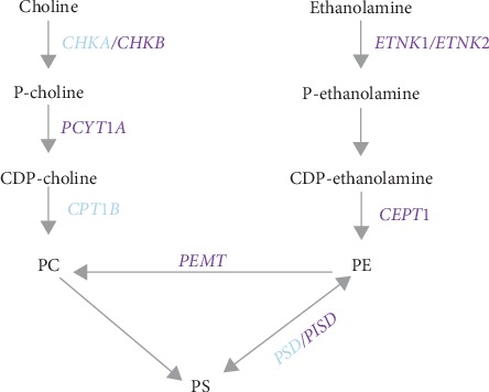 Metabolomic Links between Sugar-Sweetened Beverage Intake and Obesity.