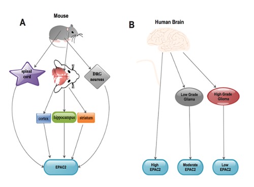 EPAC2: A new and promising protein for glioma pathogenesis and therapy.