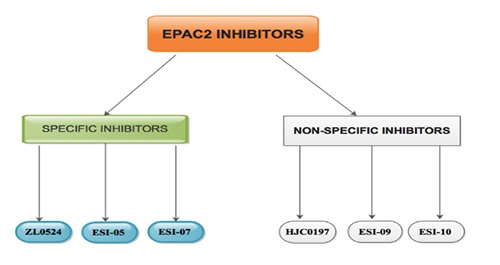 EPAC2: A new and promising protein for glioma pathogenesis and therapy.