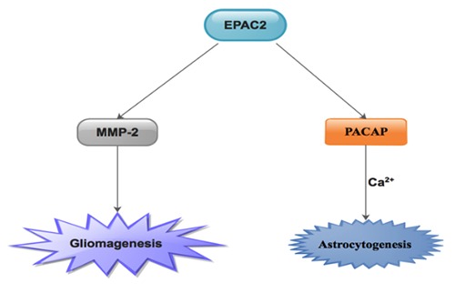 EPAC2: A new and promising protein for glioma pathogenesis and therapy.