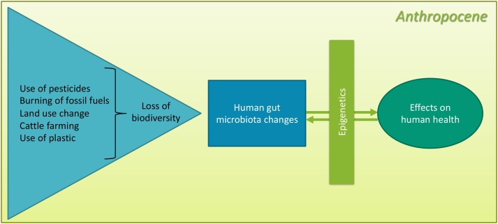 Health impact of the Anthropocene: the complex relationship between gut microbiota, epigenetics, and human health, using obesity as an example.