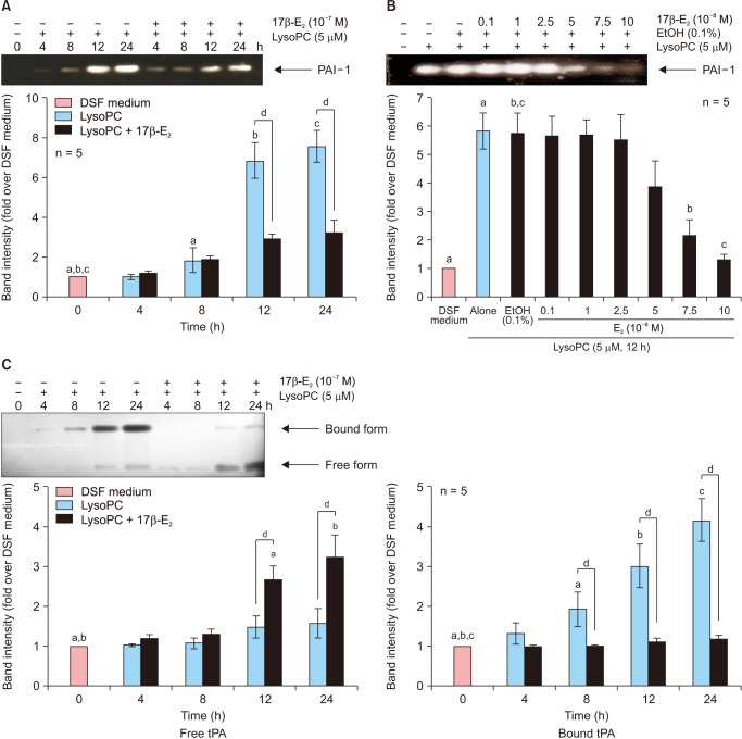 Effects of 17β-Estradiol on the Plasminogen Activator System in Vascular Smooth Muscle Cells Treated with Lysophophatidylcholine.