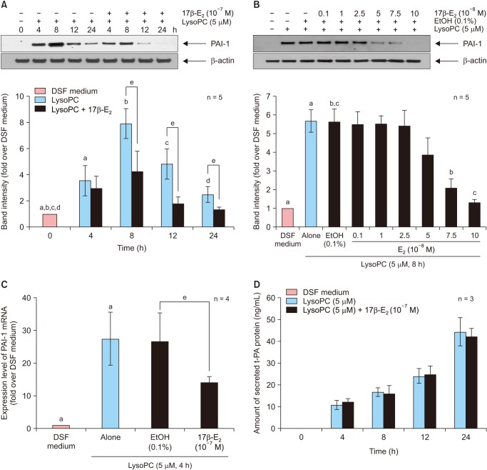 Effects of 17β-Estradiol on the Plasminogen Activator System in Vascular Smooth Muscle Cells Treated with Lysophophatidylcholine.