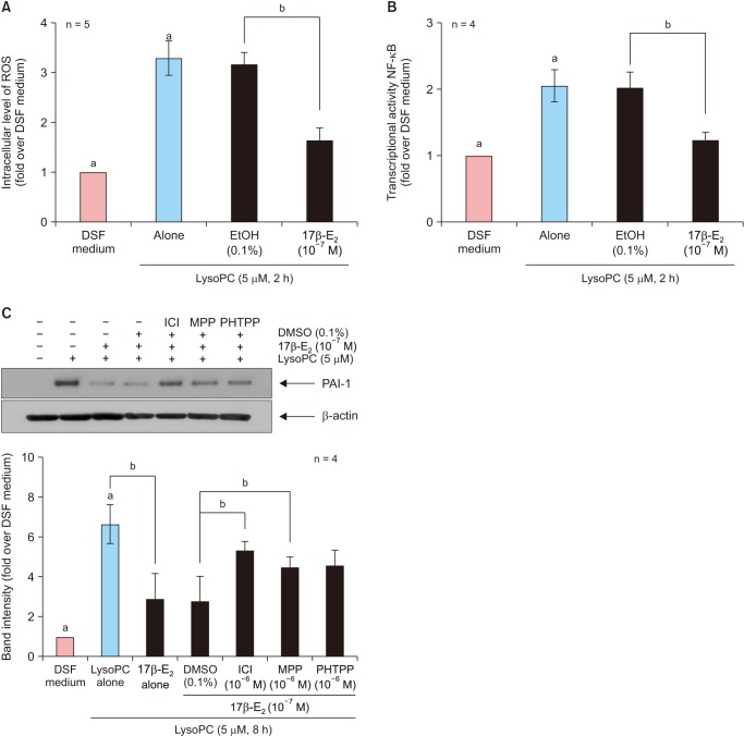 Effects of 17β-Estradiol on the Plasminogen Activator System in Vascular Smooth Muscle Cells Treated with Lysophophatidylcholine.