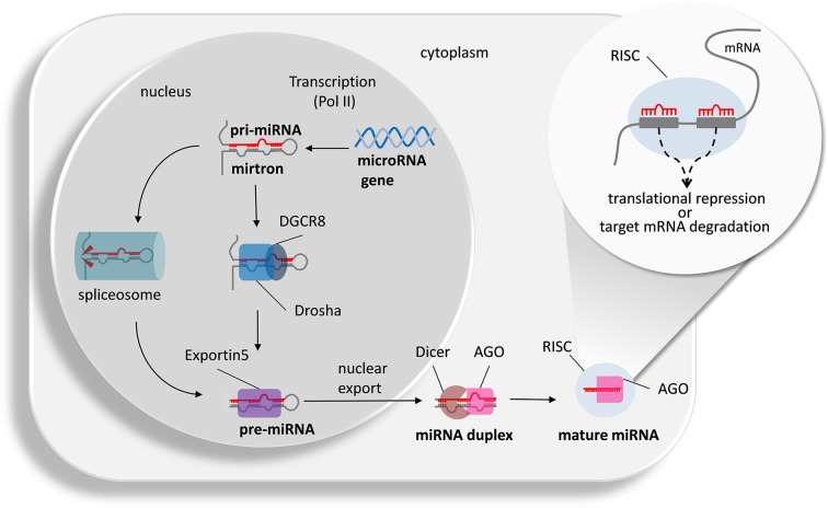 Non-coding RNAs in neuropathic pain.