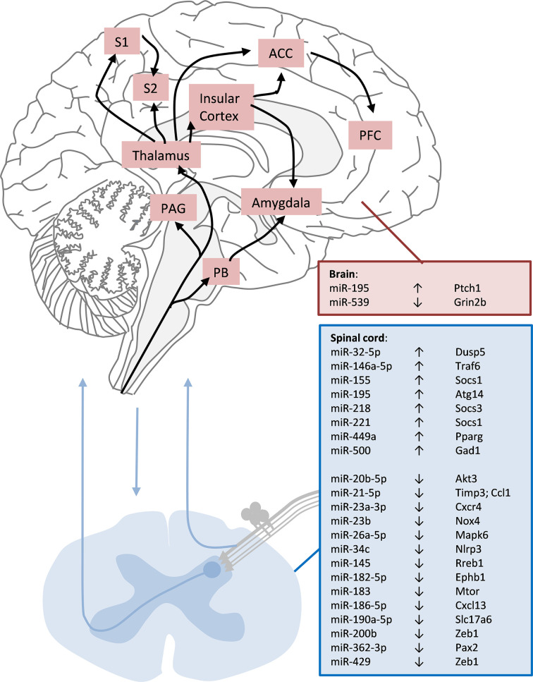 Non-coding RNAs in neuropathic pain.