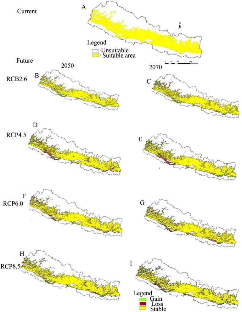 Potential suitable habitat of Eleusine coracana (L) gaertn (Finger millet) under the climate change scenarios in Nepal.