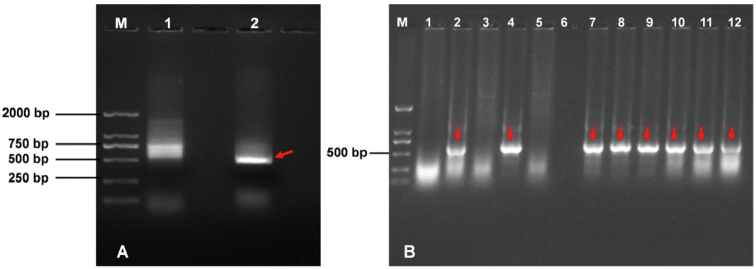 Cloning and preliminary verification of telomere-associated sequences in upland cotton.